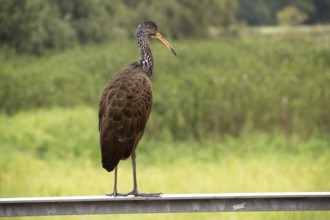 Wattled crane (Aramus guarauna) in the nature reserve Reserva Ecologica Ciudad Universitaria