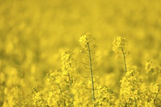 Rape field in bright yellow, blurred background, rural atmosphere, Baden-Württemberg, Germany,