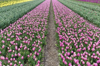 Pink tulips, tulip field, footpath, Bollenstreek, South Holland, Netherlands