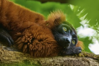 Red ruffed lemur (Varecia rubra), resting on a tree trunk amidst green leaves, France, Europe