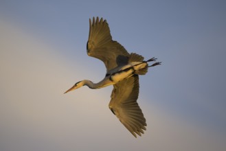 Grey heron (Ardea cinerea), adult heron in flight, evening light, Neckar valley, Baden-Württemberg,