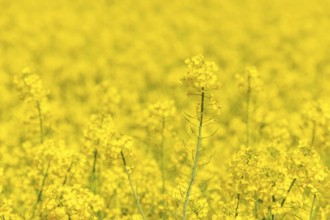 Individual rapeseed stalks stand in front of a sea of yellow flowers, Baden-Württemberg, Germany,
