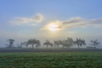 Foggy landscape with sunrise and Mönchberg, Miltenberg, Spessart, Bavaria, Germany, Europe