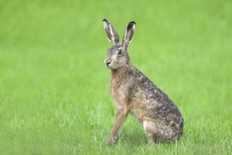 European hare (Lepus europaeus), sitting attentively in the grass and pricking up its ears,