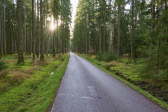 Narrow, quiet path through towering coniferous forest, sunlight breaks through the trees, beech