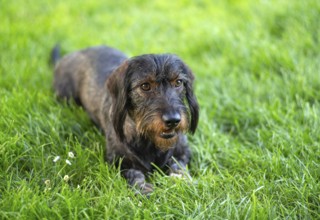 Rough-haired dachshund (Canis lupus familiaris) male, 4 years old, animal portrait, lying on a