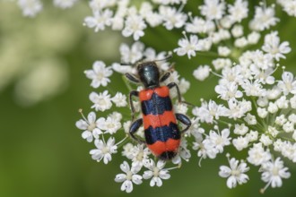 Bee beetle (Trichodes apiarius) on a goutweed flower, Bavaria, Germany, Europe