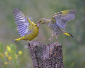 Greenfinch (Chloris chloris), arguing, biosphere reserve, Swabian Alb, Baden-Württemberg, Germany,