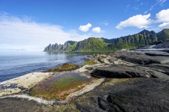 Green algae in a tidal pool, rocky coast of Tungeneset, Devil's Teeth, Okshornan, Ersfjorden, Senja