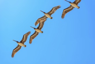 Brown Pelicans in flight, Orange County, California, USA, North America