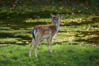 Fallow deer (Dama dama), standing near a pond on green grass, Germany, Europe