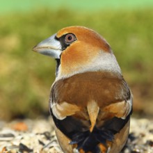 Hawfinch (Coccothraustes coccothraustes), male, animal portrait, North Rhine-Westphalia, Germany,