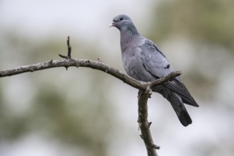 Stock Dove (Columba oenas), Emsland, Lower Saxony, Germany, Europe