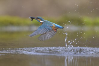 Kingfisher (Alcedo atthis), taking off from the water with a fish in its beak, Lechauen, Bavaria