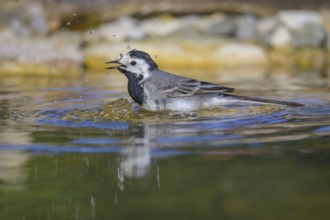 White wagtail (Motacilla alba), male bathing, biosphere reserve, Swabian Alb, Baden-Württemberg,