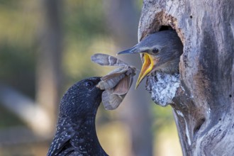Starling (Sturnus vulgaris), also known as Common starling, with food for the young birds, insects,