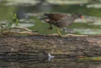 A bog hen (Gallinula chloropus) runs over a tree trunk to her chicks in her nest. Bas rhin, Alsace,