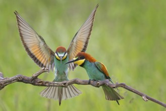 Bee-eater (Merops apiaster) new resident in Saxony-Anhalt, male and female, courtship, pair, blaze