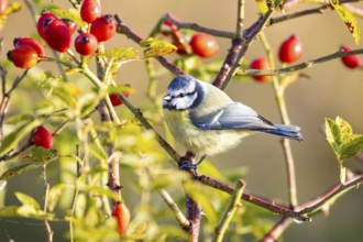 Blue tit (Parus caeruleus) Germany