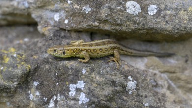 Sand lizard (Lacerta agilis), female, resting on a stone of a dry stone wall, Neckar valley,