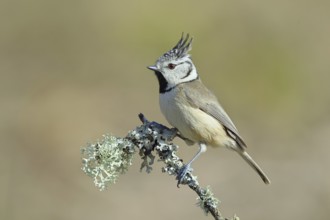 Crested Tit (Lophophanes Scalloped ribbonfish), on a branch overgrown with lichen, Wilnsdorf, North
