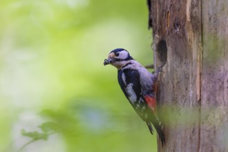 Pileated Woodpecker (Dendrocopos major) at the breeding cavity, Piciformes, Göggingen,