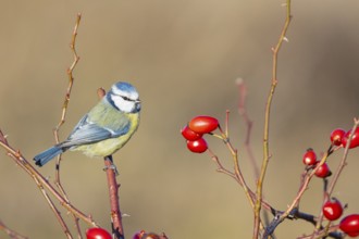 Blue tit (Parus caeruleus) Germany