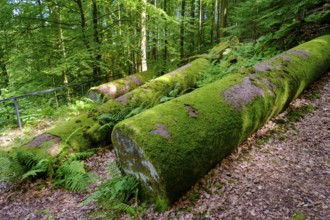Hay columns, Mainbullau near Miltenberg, Odenwald, Lower Franconia, Franconia, Bavaria, Germany,
