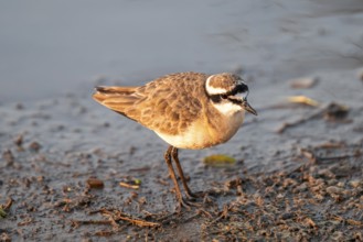 Three-banded plover (Charadrius tricollaris), in the morning light, Kruger National Park, South