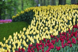 Red and yellow tulips (Tulipa), colourful tulip bed, Keukenhof gardens, Lisse, Bollenstreek, South
