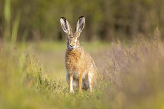 European hare (Lepus europaeus) Flowering meadow as habitat, foraging on a country lane, open