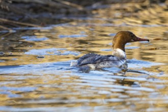 Goosander (Mergus merganser) wbl Germany