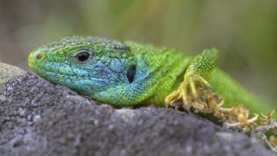 Western green lizard (Lacerta bilineata), animal portrait, resting on a stone of a dry stone wall,