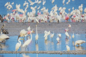 Group of Great white egrets (Ardea alba) and Roseate Spoonbills (Platalea ajaja) fishing, Sanibel