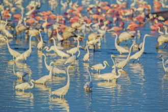 Group of Great white egrets (Ardea alba) and Roseate Spoonbills (Platalea ajaja) fishing, Sanibel