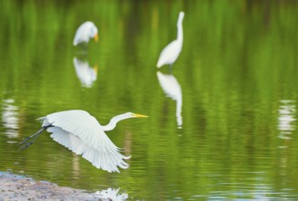 Great white egret (Ardea alba) in flight, Sanibel Island, J.N. Ding Darling National Wildlife