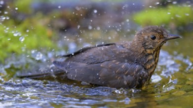 Blackbird (Turdus merula), female bathing, biosphere reserve, Swabian Alb, Baden-Württemberg,