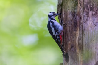 Pileated Woodpecker (Dendrocopos major) at the breeding cavity, Piciformes, Göggingen,