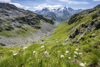Flowers and view of mountain lake Lac du Louvie and glaciated mountain peaks of the Grand Combine,