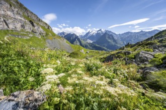 Flower meadow and view from the Cabane du Louvie to glaciated mountain peaks of the Grand Combine,