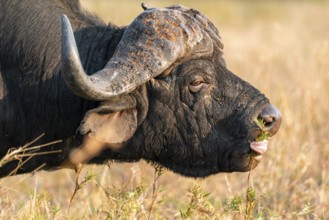 Cape buffalo (Syncerus caffer caffer) eating grass, adult male, in dry grass, in the evening light,