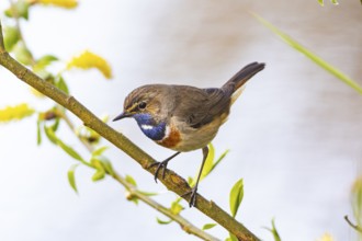 Bluethroat (Luscinia svecica cyanecula) ml Germany