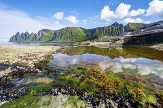 Green algae in a tidal pool, rocky coast of Tungeneset, Devil's Teeth, Okshornan, Ersfjorden, Senja