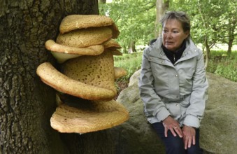 Woman and tree fungus dryad's saddle, dryad's saddle (Cerioporus squamosus), on an old tree trunk