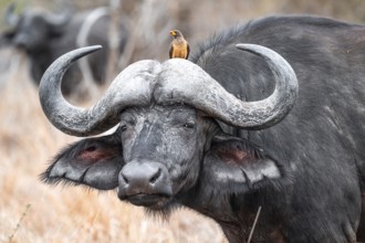 Cape buffalo (Syncerus caffer caffer) with yellowbill oxpecker (Buphagus africanus), animal