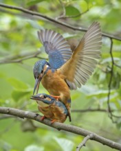 Kingfisher (Alcedo atthis) Indicator of clean watercourses, male and female at sunrise, perched on