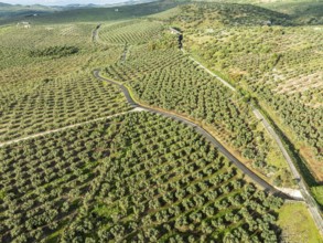 Cycle path Via Verde Del Aceite (right), old railroad track passes through olive fields, near