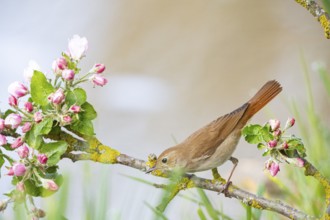 Nightingale (Luscinia megarhynchos) Germany