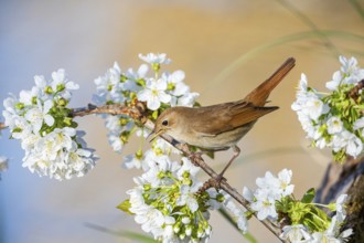 Nightingale (Luscinia megarhynchos) Germany