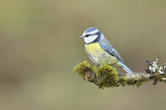 Blue tit (Parus caeruleus), sitting on a branch overgrown with lichen and moss, Wilnsdorf, North